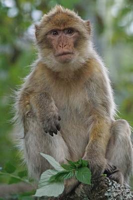 898d1] ^D.o.w.n.l.o.a.d* Barbary Macaque Animal Journal: 150 Page Lined Notebook/Diary -  !PDF*