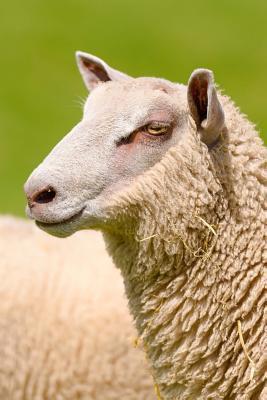 [03513] #R.e.a.d# ~O.n.l.i.n.e# A Charollais Sheep Norfolk England UK Journal: 150 Page Lined Notebook/Diary -  ~ePub@