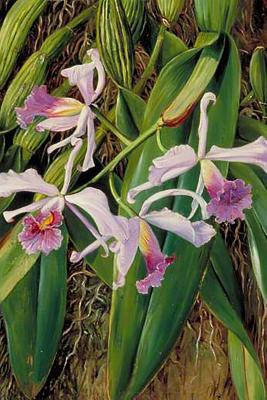 [fc3c5] !Download^ Marianne North Orchids in Art Pink Orchid: Blank 150 Page Lined Journal for Your Thoughts, Ideas, and Inspiration -  ^P.D.F^