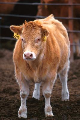 [5971d] @F.u.l.l.~ ^D.o.w.n.l.o.a.d@ Farm Journal Piedmontese-Hereford Crossbred Calf: (Notebook, Diary, Blank Book) -  ~e.P.u.b#